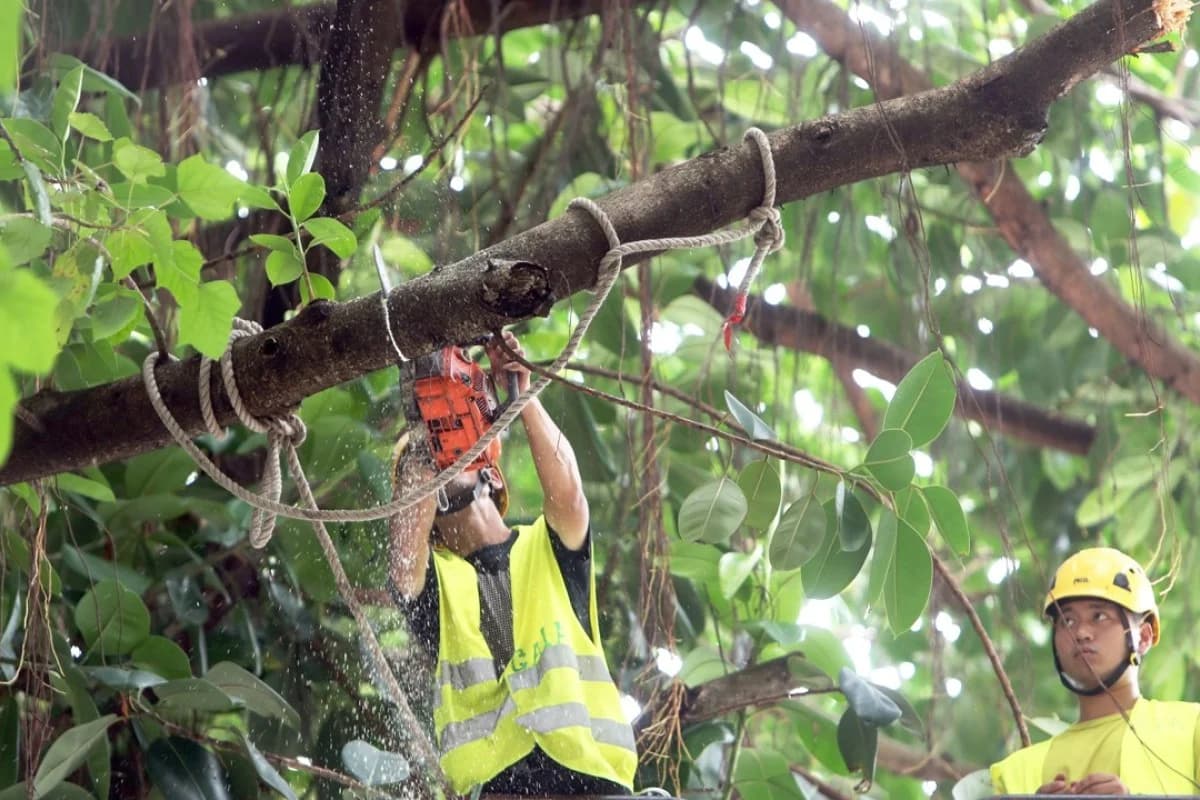 Dangerous manual chainsaw operations in canopy